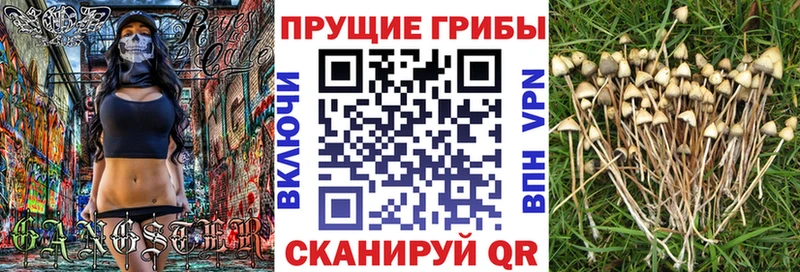 Псилоцибиновые грибы Psilocybe  Куса 
